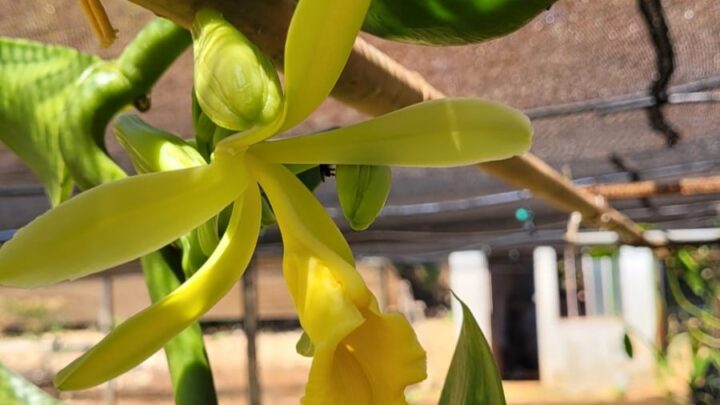 Baunilhas da Embrapa Cerrados têm sua primeira floração