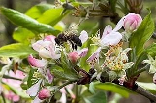 “SBT Agro” mostra florada dos pomares de maçãs em Santa Catarina neste domingo