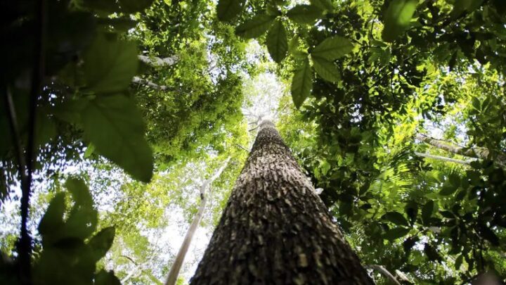 “Medida ambiciosa para o Brasil”, diz Alckmin sobre regulação de mercado de carbono