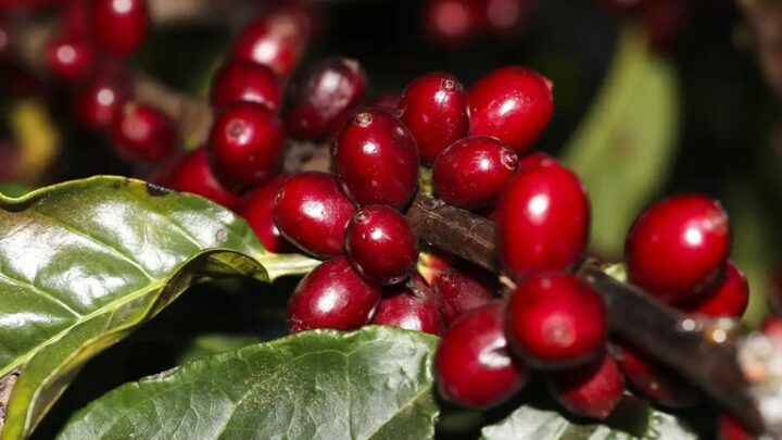 Embrapa Café lança publicação sobre manejo integrado de pragas e doenças do café arábica