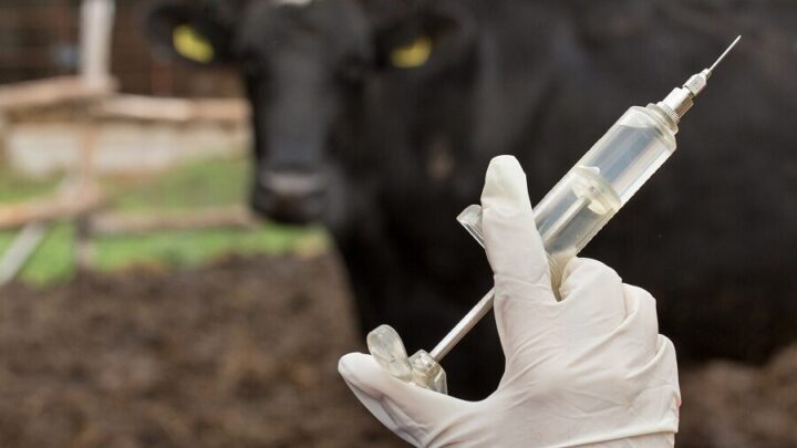 Controle sanitário do gado é mais rápido com uma boa farmácia na fazenda